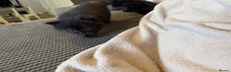 Mixed Breed cats for sale: British short hair cross  - Advert 6