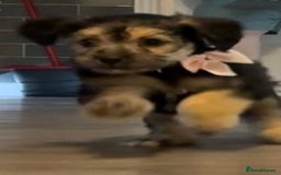 Mixed Breed dogs for sale: Shihtzu cross cocapoo (shihpoo) puppies  - Advert 17