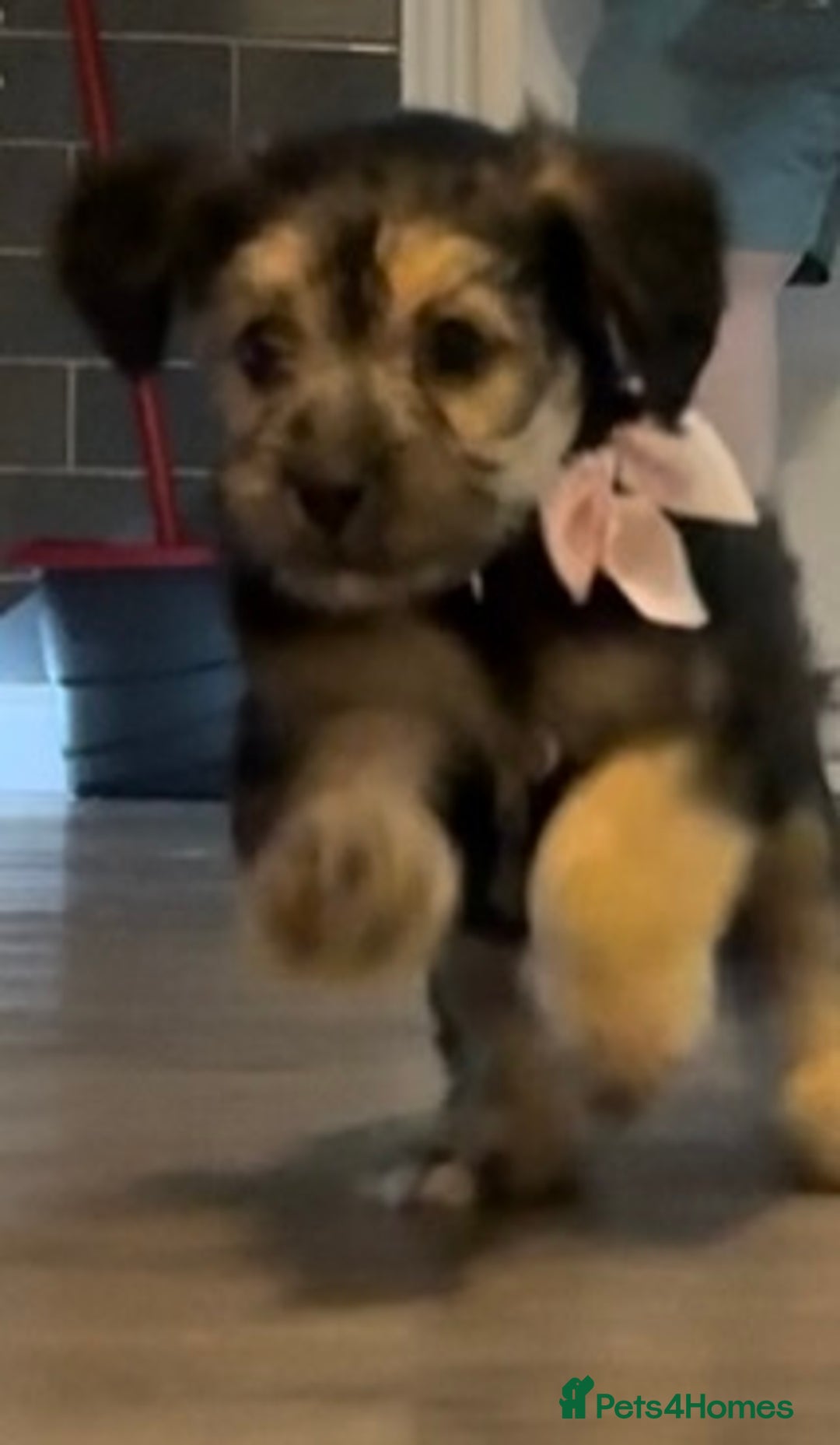 Mixed Breed dogs for sale: Shihtzu cross cocapoo (shihpoo) puppies  - Advert 17