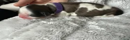 Shih Tzu dogs for sale: Imperial Shih Tzu X Shorkie Puppies!! - Advert 17