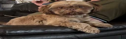 Shih Tzu dogs for sale: Chocolate Shih Tzu girl  - Advert 4