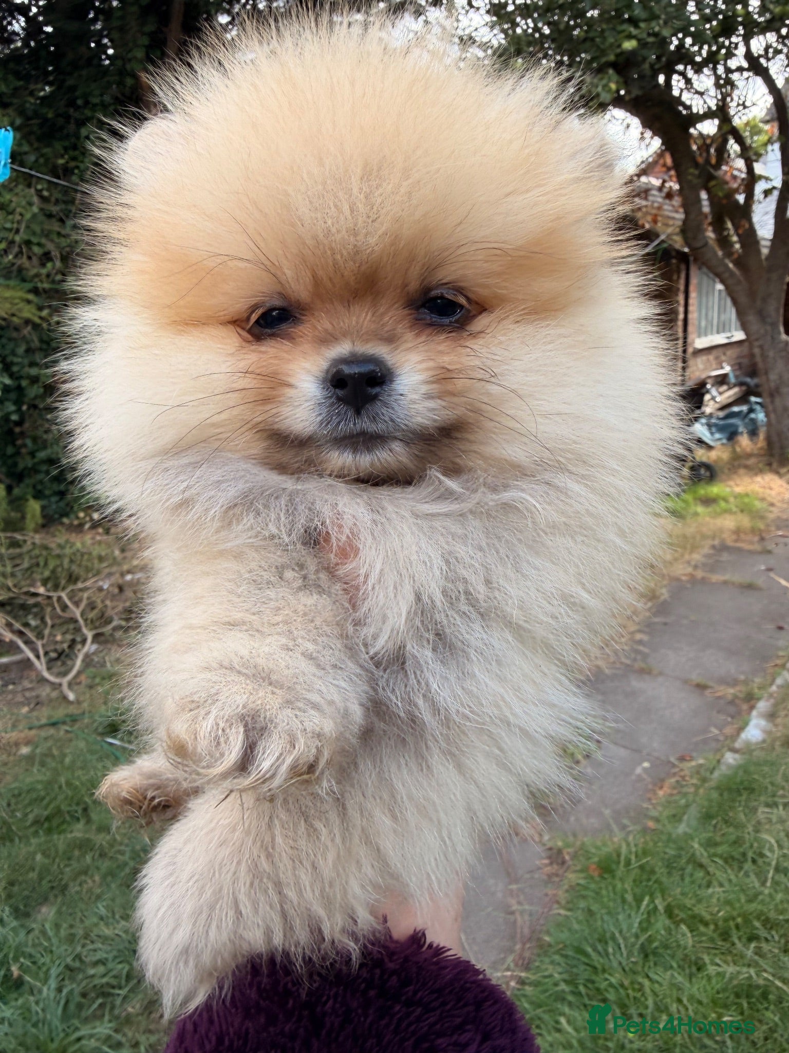 Pomeranian dogs Kc Reg fully vaccinated Pomeranian Puppies ❤️ - Advert 12