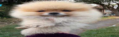 Pomeranian 