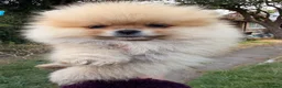 Pomeranian dogs for sale: Kc Reg fully vaccinated Pomeranian Puppies ❤️ - Advert 1