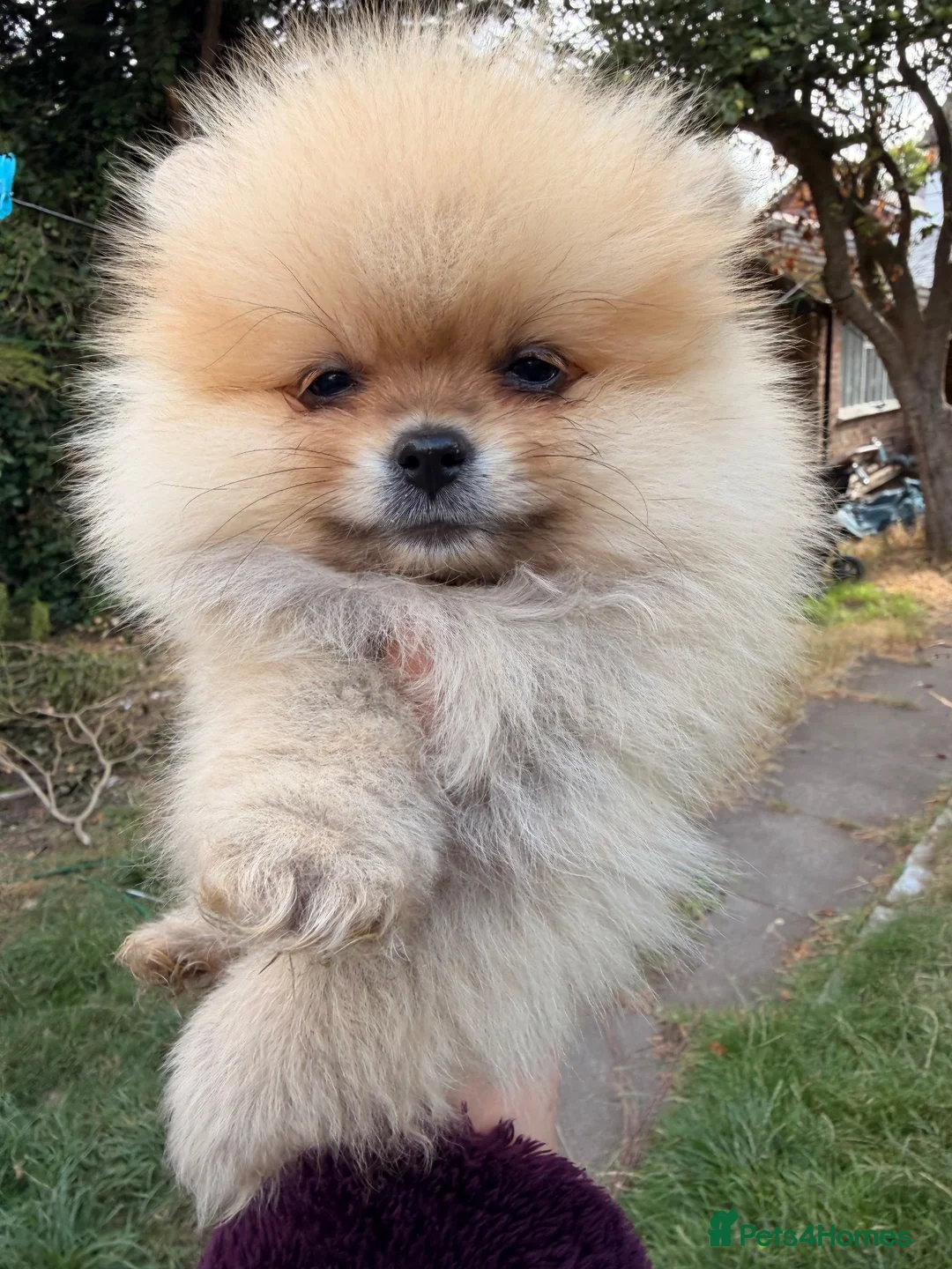Pomeranian dogs for sale: Kc Reg fully vaccinated Pomeranian Puppies ❤️ - Advert 1