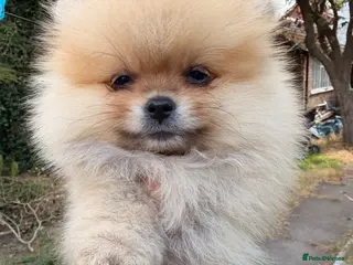 Pomeranian dogs Kc Reg double coat xs Pomeranian Puppies ❤️ - Advert 1