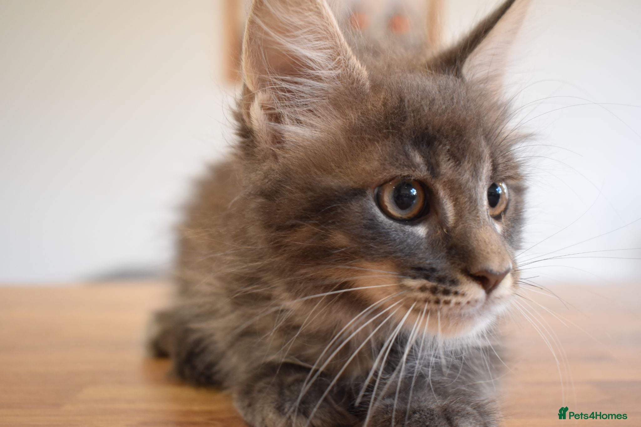 Maine Coon cats Amazing TICA registered kittens - Advert 4