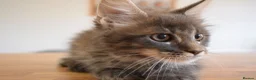 Maine Coon cats for sale: READY FOR COLLECTION  TICA registered kittens - Advert 18