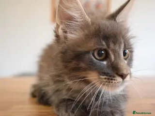 Maine Coon cats Amazing TICA registered kittens - Advert 4