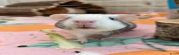 Guinea Pig rodents for sale: 2 pairs of female guinea pigs  - Advert 4