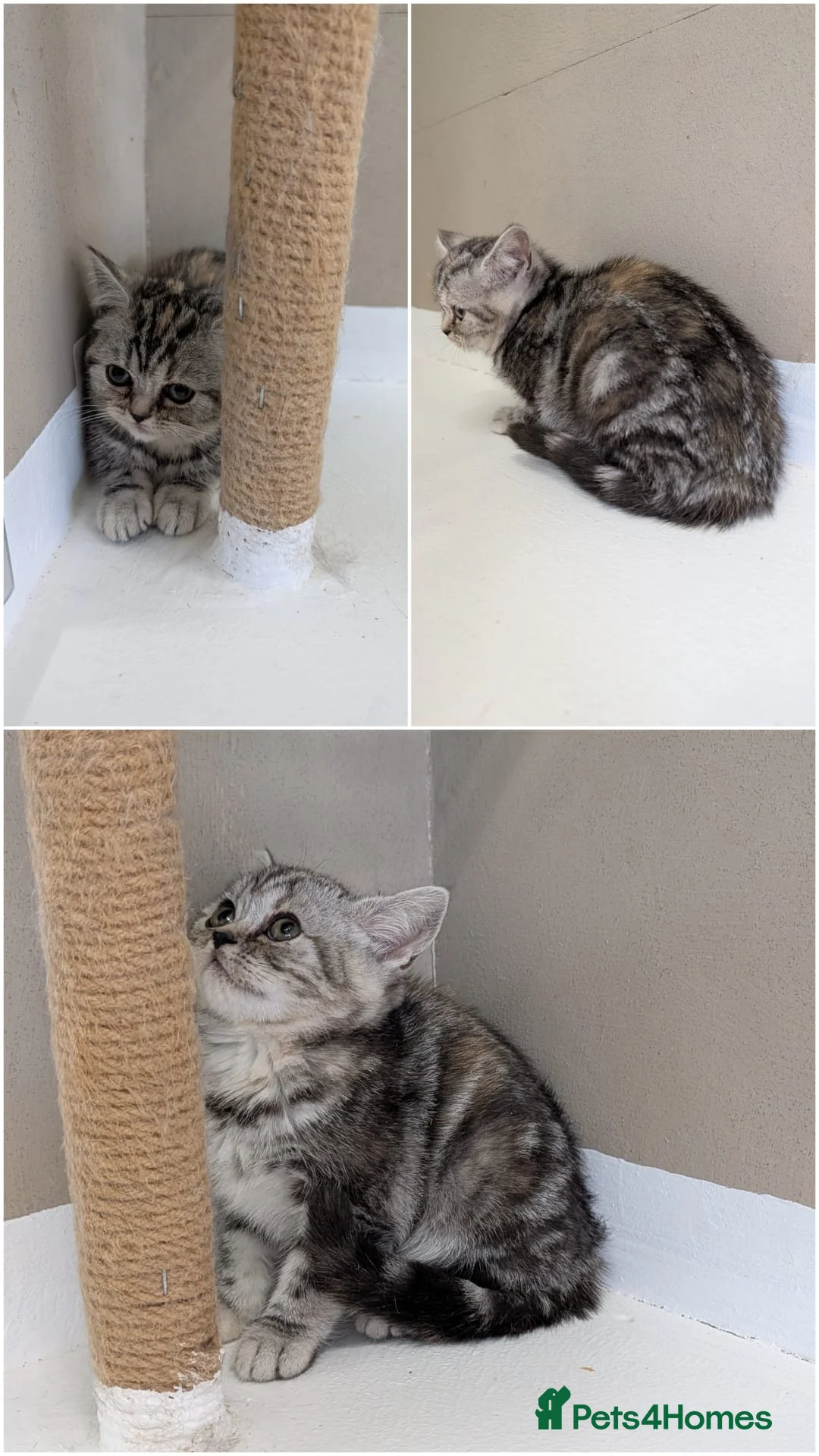 British Shorthair cats for sale: 🩷Stunning and Cuddly Pedigree Silver Tabbies🩷 - Advert 1
