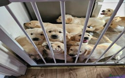 Golden Retriever dogs for sale: Ready to leave KC registered golden retriever - Image 12