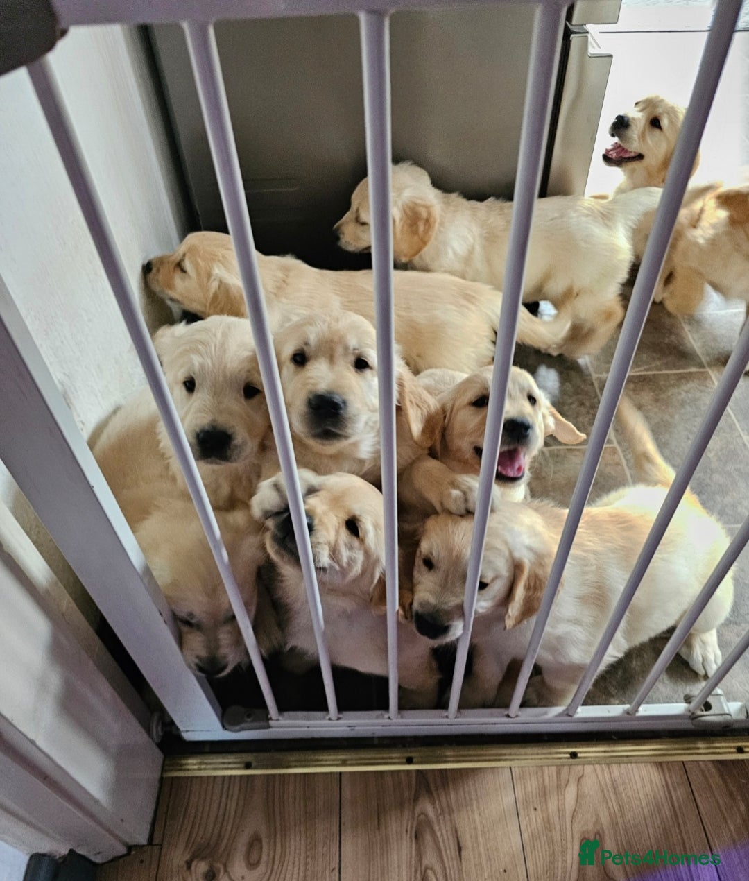 Golden Retriever dogs for sale: Ready to leave KC registered golden retriever - Image 12