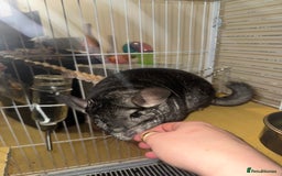 Chinchilla rodents for sale: Chinchillas Females for sale  - Image 8