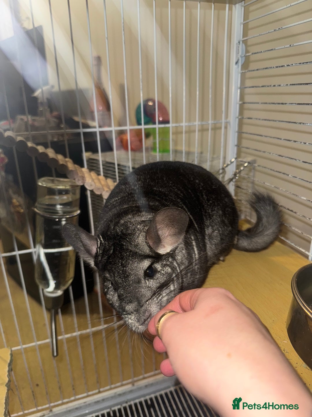 Chinchilla rodents for sale: Chinchillas Females for sale  - Image 8