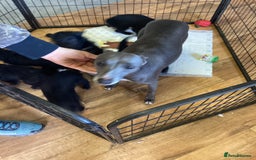 Mixed Breed dogs for sale: Whippet x bedlington - Image 21