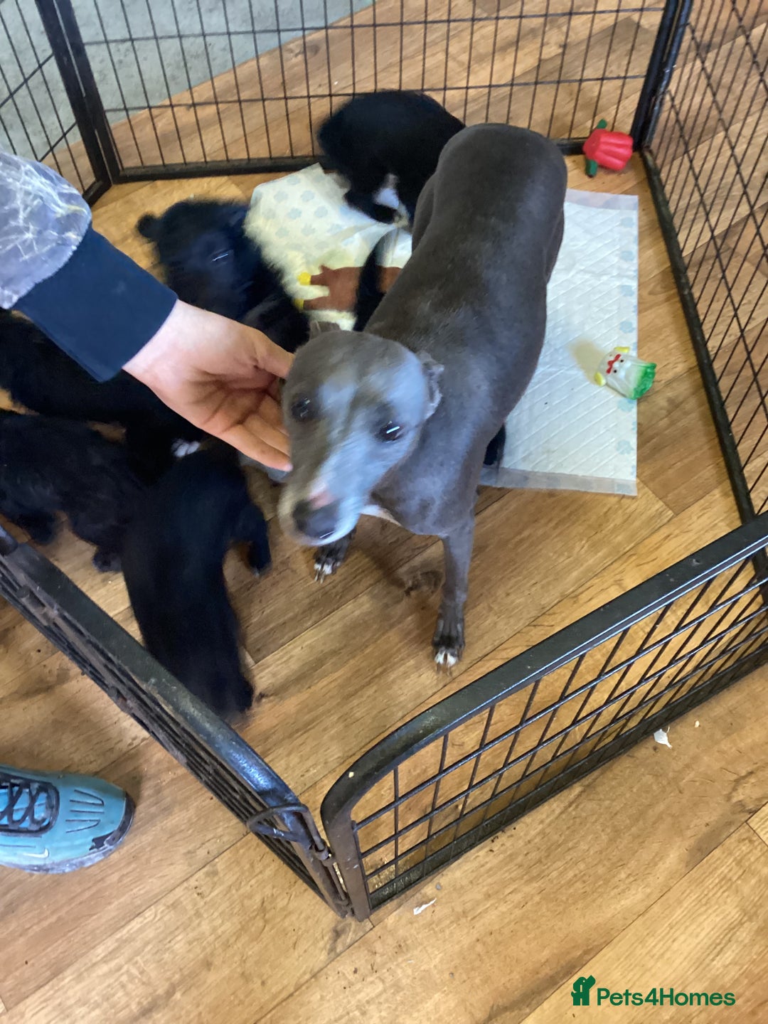 Mixed Breed dogs for sale: Whippet x bedlington - Image 21
