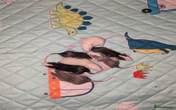 Rat rodents for sale: Waiting list for baby rats  - Image 5