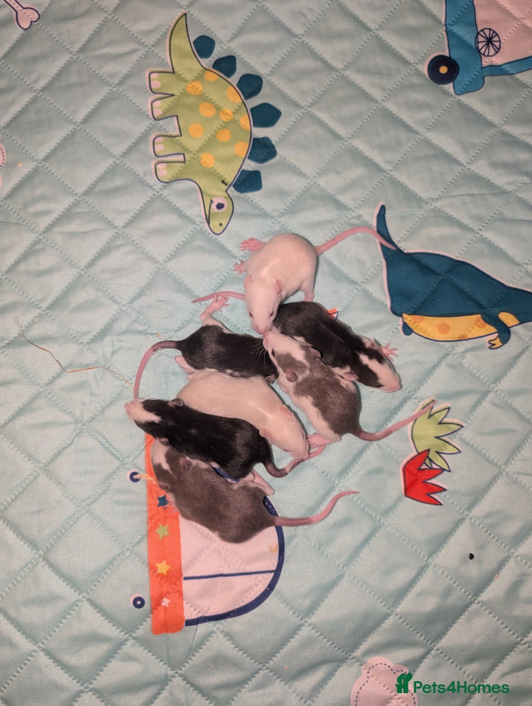 Rat rodents for sale: Waiting list for baby rats  - Image 5