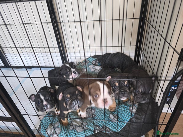 English Bulldog dogs in Walsall - Advert 10