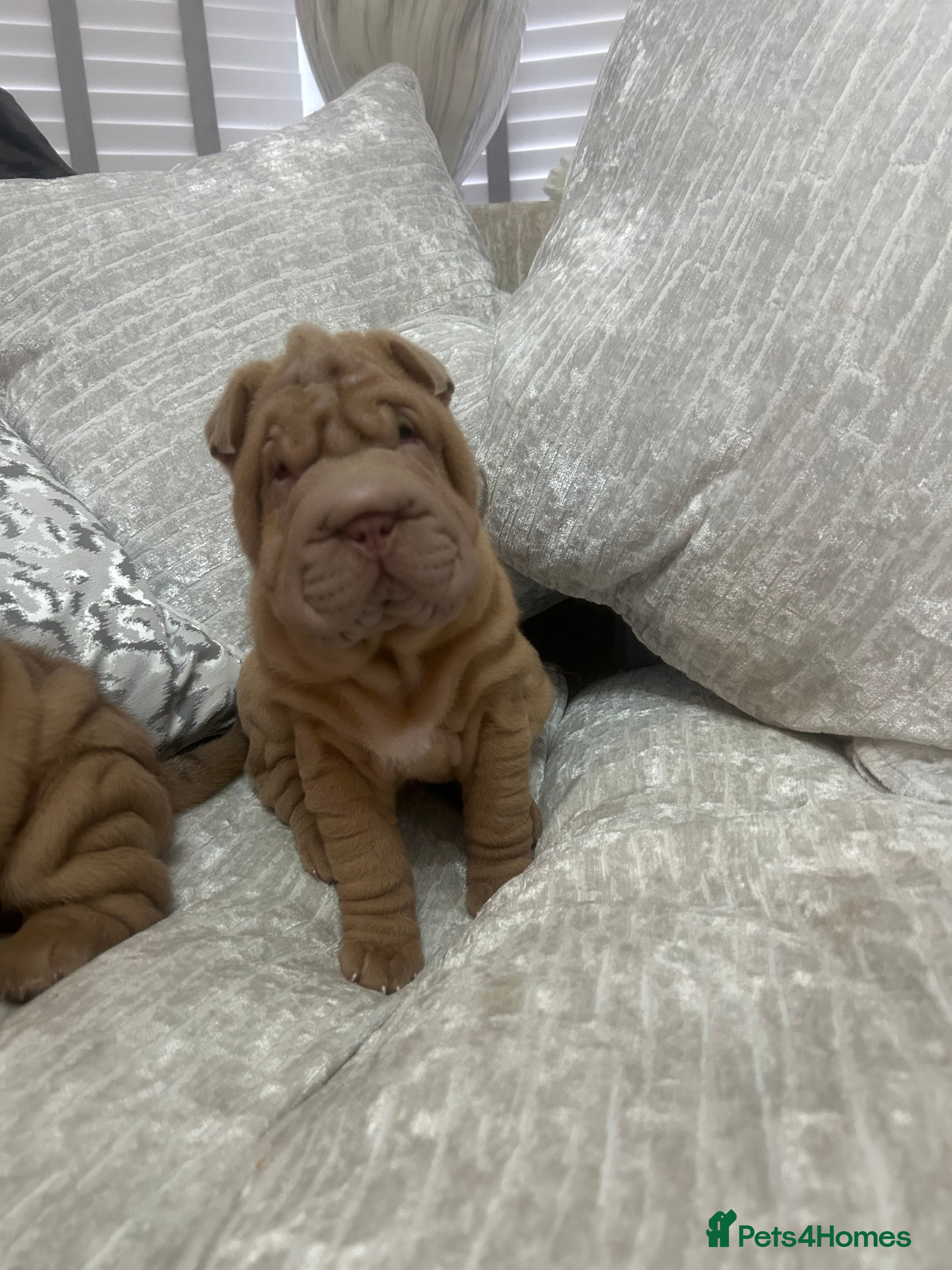 Shar Pei dogs beautiful shar pei girl  - Advert 1