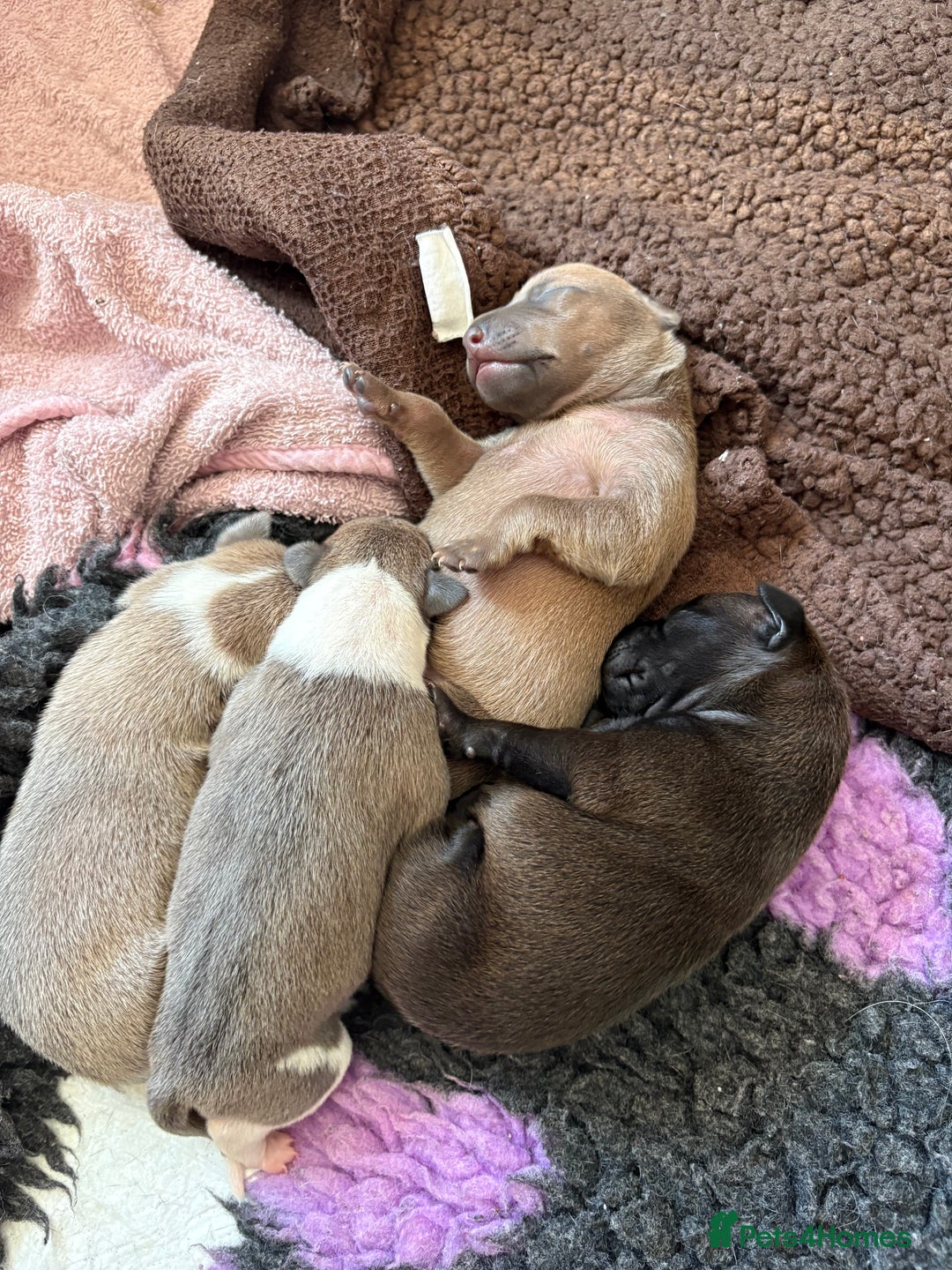 Italian Greyhound dogs for sale: Beautiful Italian Greyhound puppies for sale  - Image 25