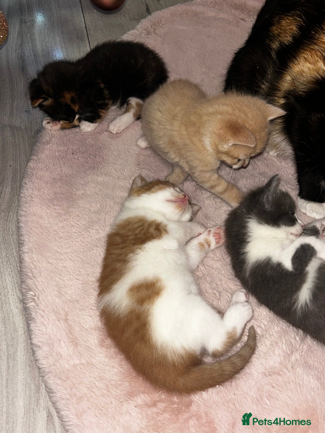 British Shorthair cats for sale: Four Adorable Kittens 🤍 - Advert 2