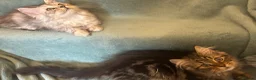 Persian cats for sale: 2 BOYS LEFT  - Advert 20