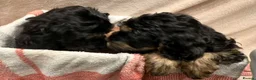 Cockapoo dogs for sale: 🐾 **Beautiful Miniature F1b Cockapoo Puppies **🐾 - Advert 9