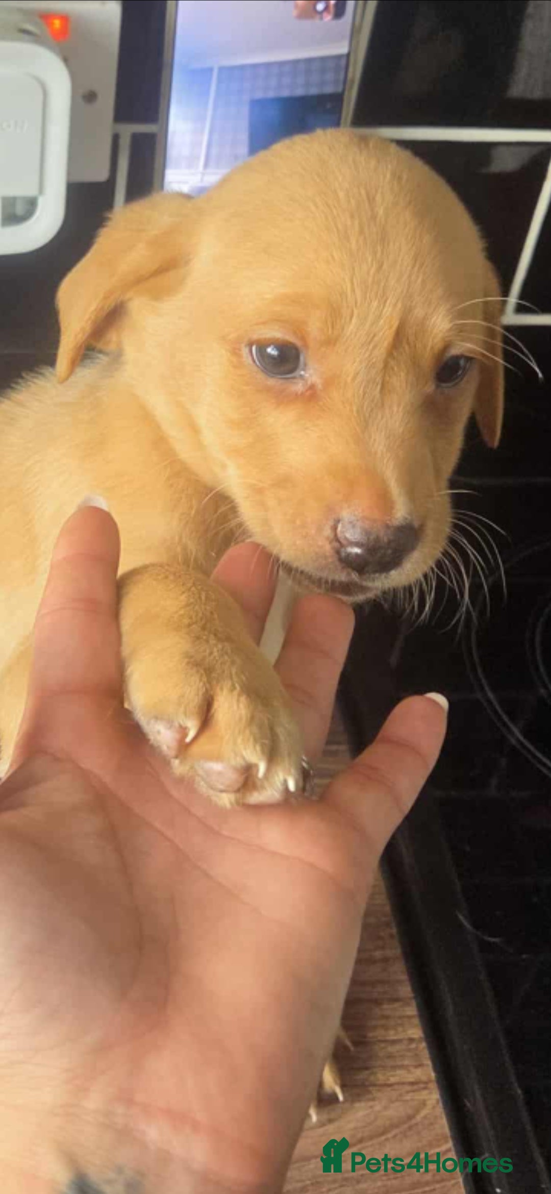 Labrador Retriever dogs for sale: Fox red Labradors  - Image 4