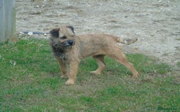 Border Terrier dogs for stud: kc proven border terriers slem clear for stud in Belper - Image 4