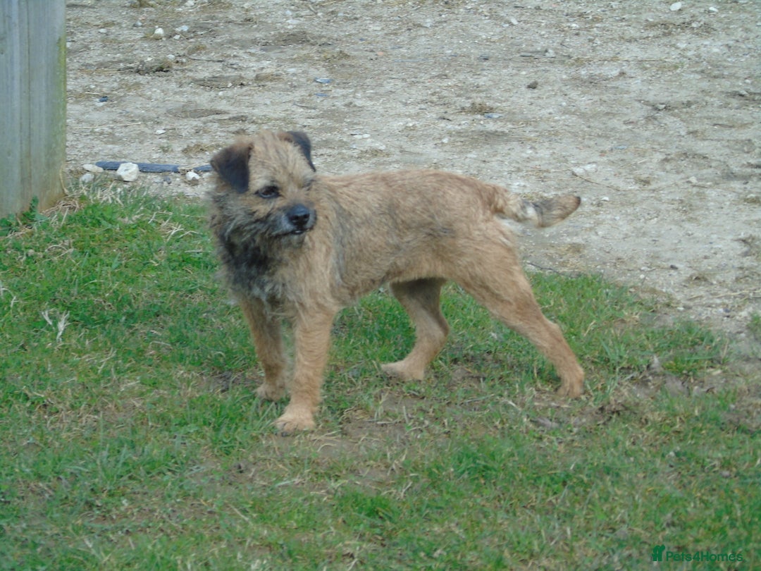 Border Terrier dogs for stud: kc proven border terriers slem clear for stud in Belper - Image 4