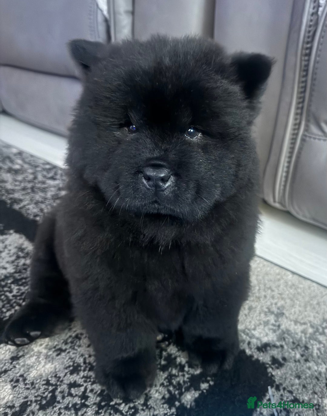 Chow Chow dogs for sale: Big bear  - Image 12