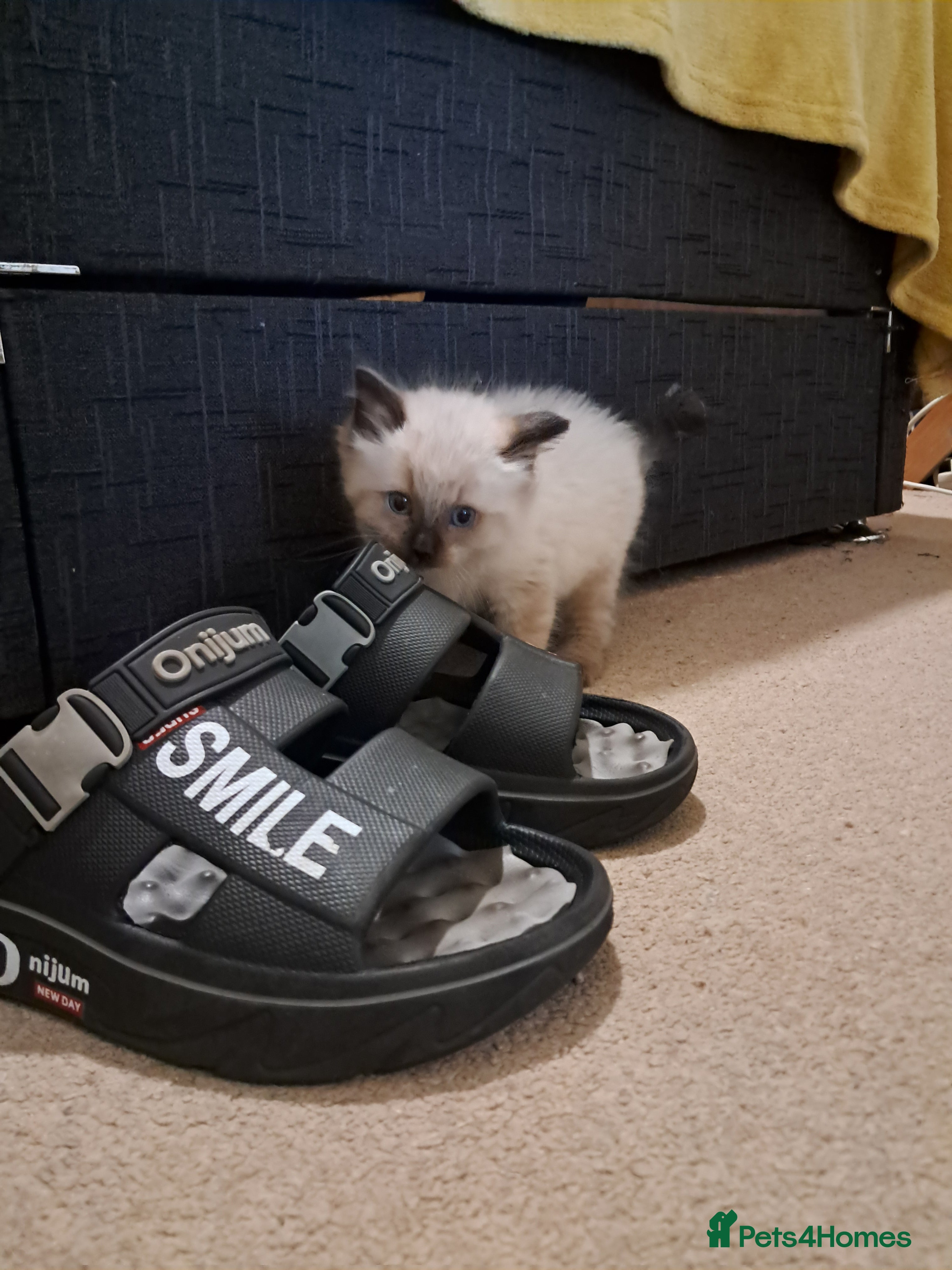 Ragdoll cats Pure bred beautiful Ragdoll kittens - Advert 2