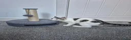 Mixed Breed cats for sale: 4m/o male foster for new home  - Advert 5