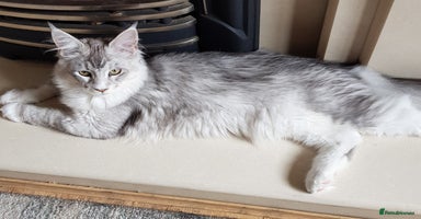 Maine Coon cats in Rochdale - Advert 5