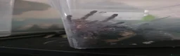 Tarantulas invertebrates for sale: Two Ornamentals Tarantulas - Advert 5