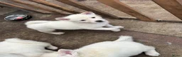 Japanese Akita Inu dogs for sale: Japanese Akita Inu Puppies - Advert 11