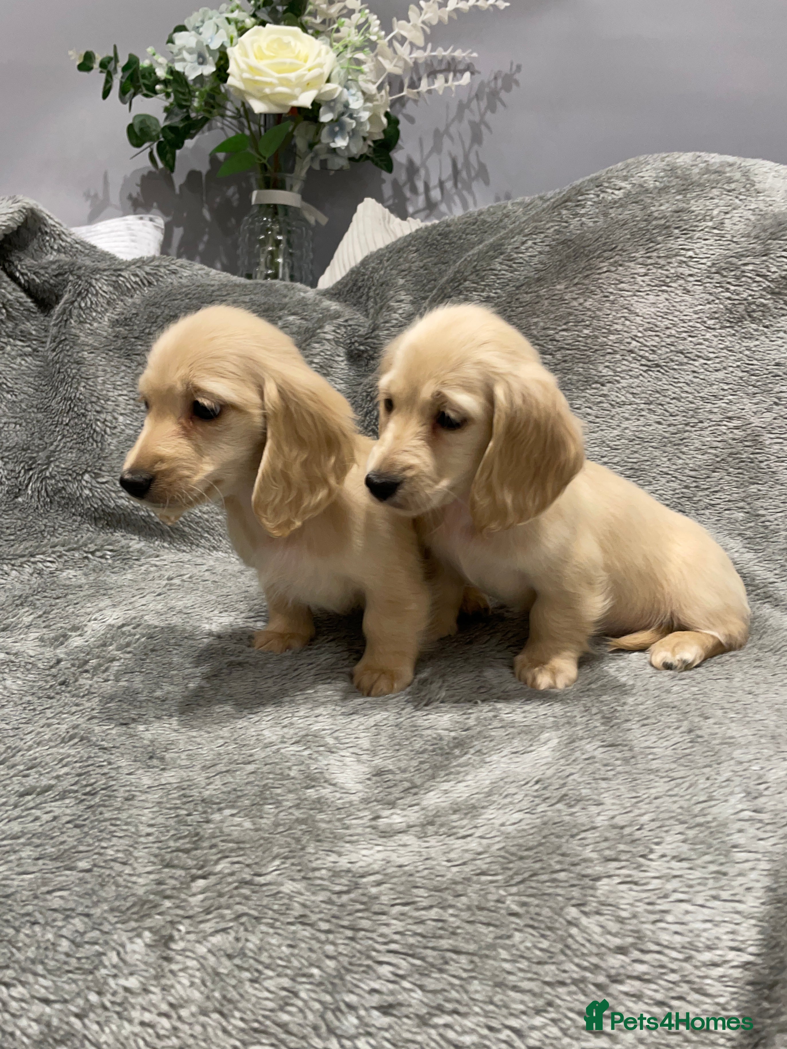 Miniature Dachshund dogs  miniature long-haired dachshunds English  cream  - Advert 5