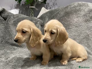 Miniature Dachshund dogs miniature long-haired dachshunds English cream - Advert 5