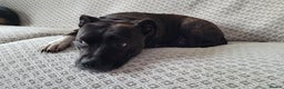 Staffordshire Bull Terrier dogs for sale: Mature Female Staffy - Advert 5