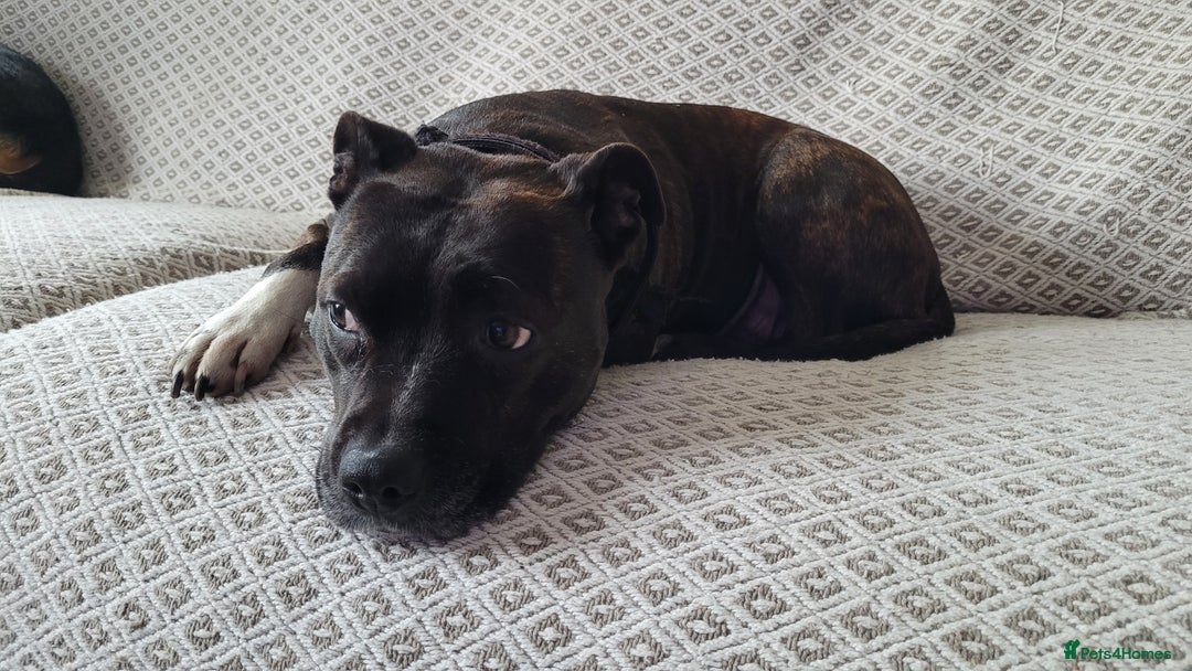 Staffordshire Bull Terrier dogs for sale: Mature Female Staffy - Advert 5