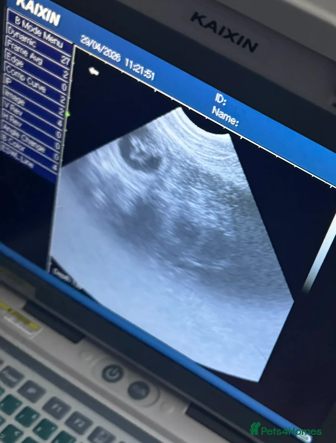 Bernese Mountain Dog dogs for sale: 🐾Bernese Mountain Dog Puppies Expected of May 🐾 - Advert 2