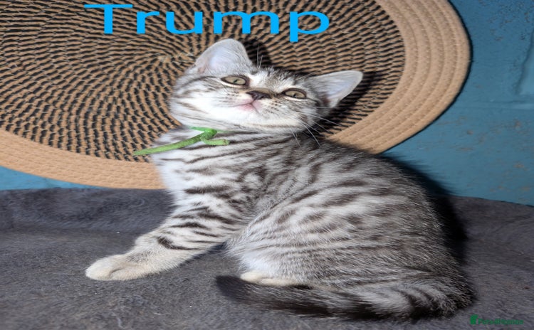 British Shorthair cats - Advert 5