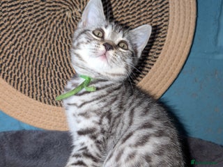 British Shorthair cats - Advert 6