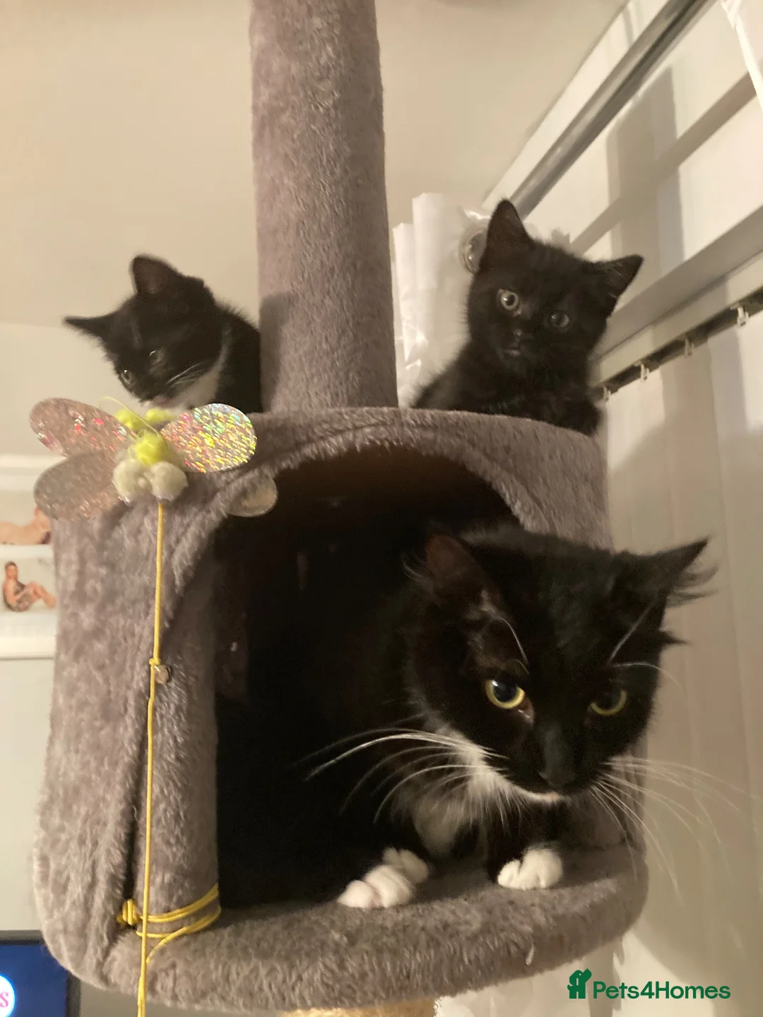 Mixed Breed cats for sale: Cute baby kittens in Falkirk - Advert 18