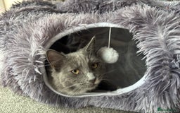 Ragdoll cats for sale: 1 ragdoll kitten & 1 black short hair  - Advert 8