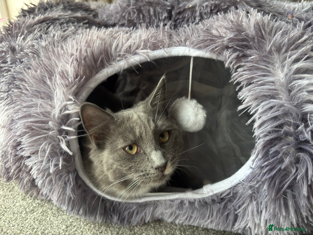 Ragdoll cats for sale: 1 ragdoll kitten & 1 black short hair  - Advert 8