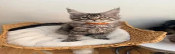 Maine Coon cats for sale: Outstanding show quality Maine coon kittens.  - Advert 29