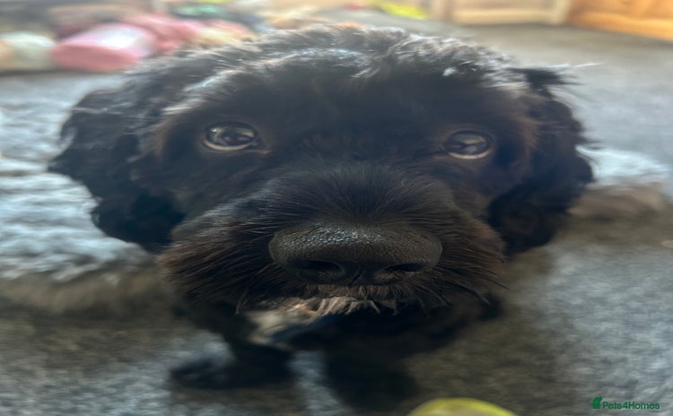 Cavapoo dogs - Advert 1